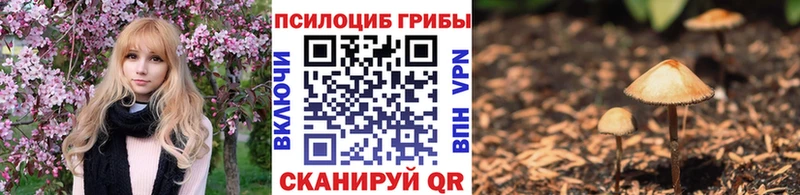 где купить   Куртамыш  Псилоцибиновые грибы Cubensis 